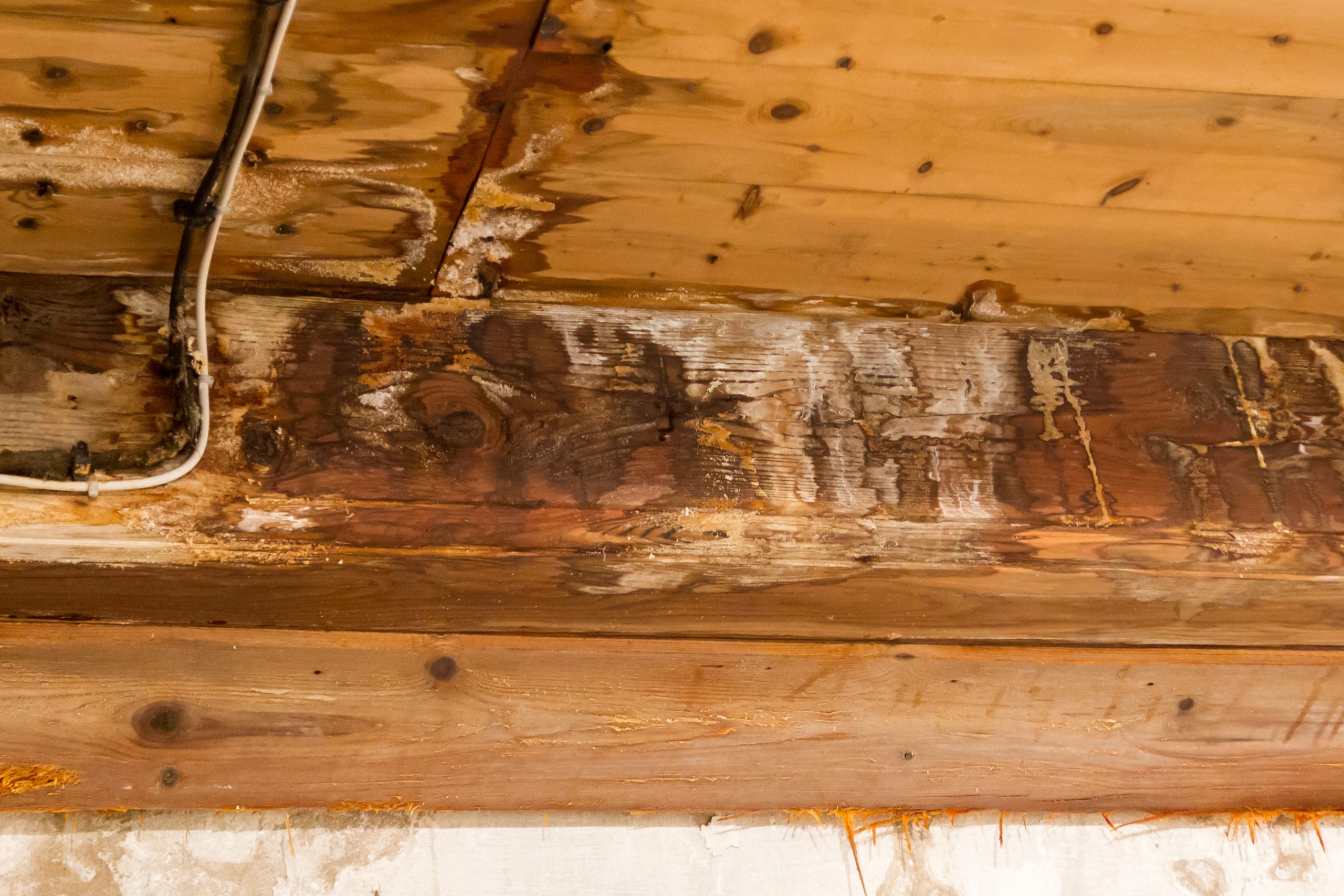 moisture damaged wood with mold and mildew growth