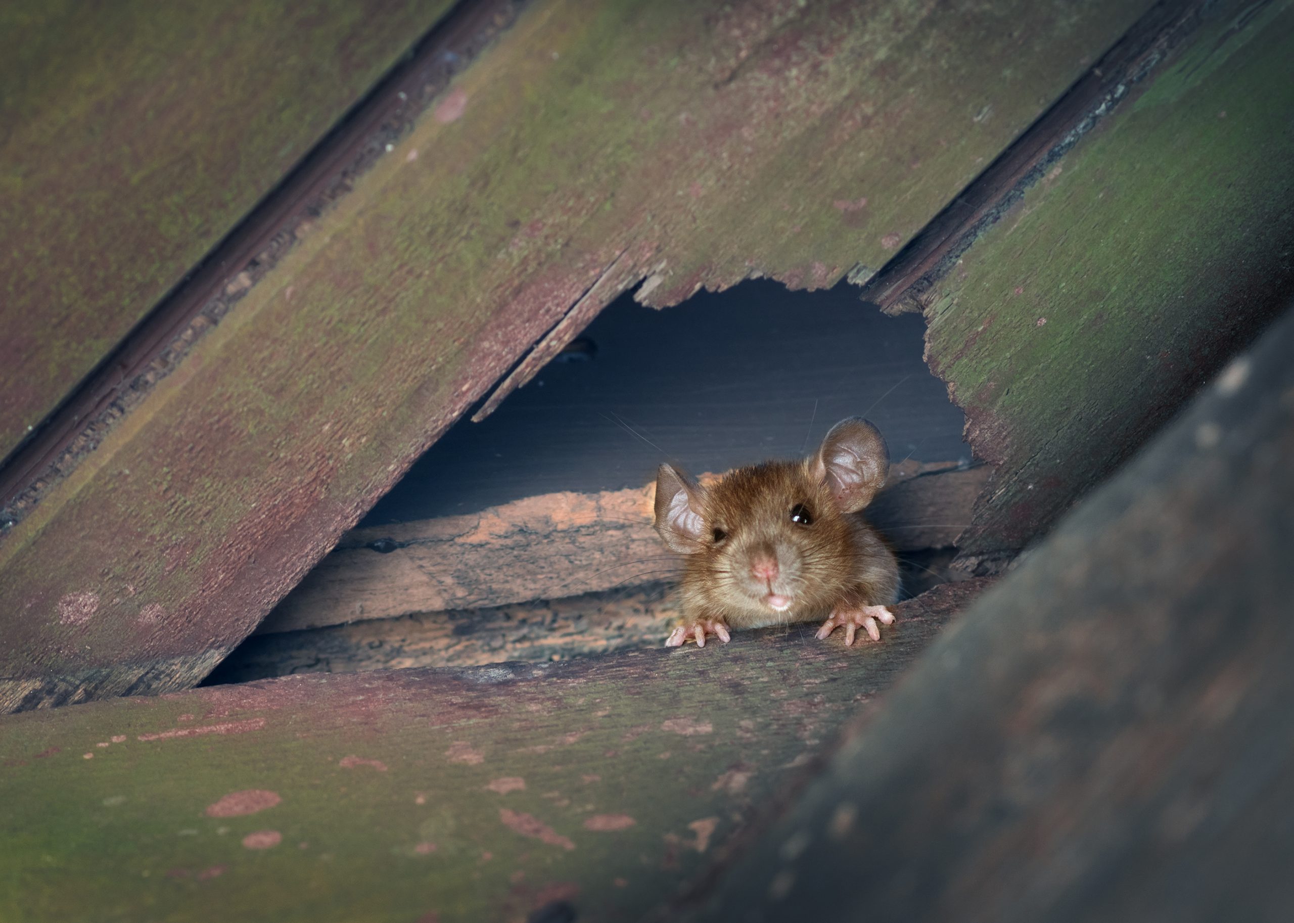 Roof rat - pest control service