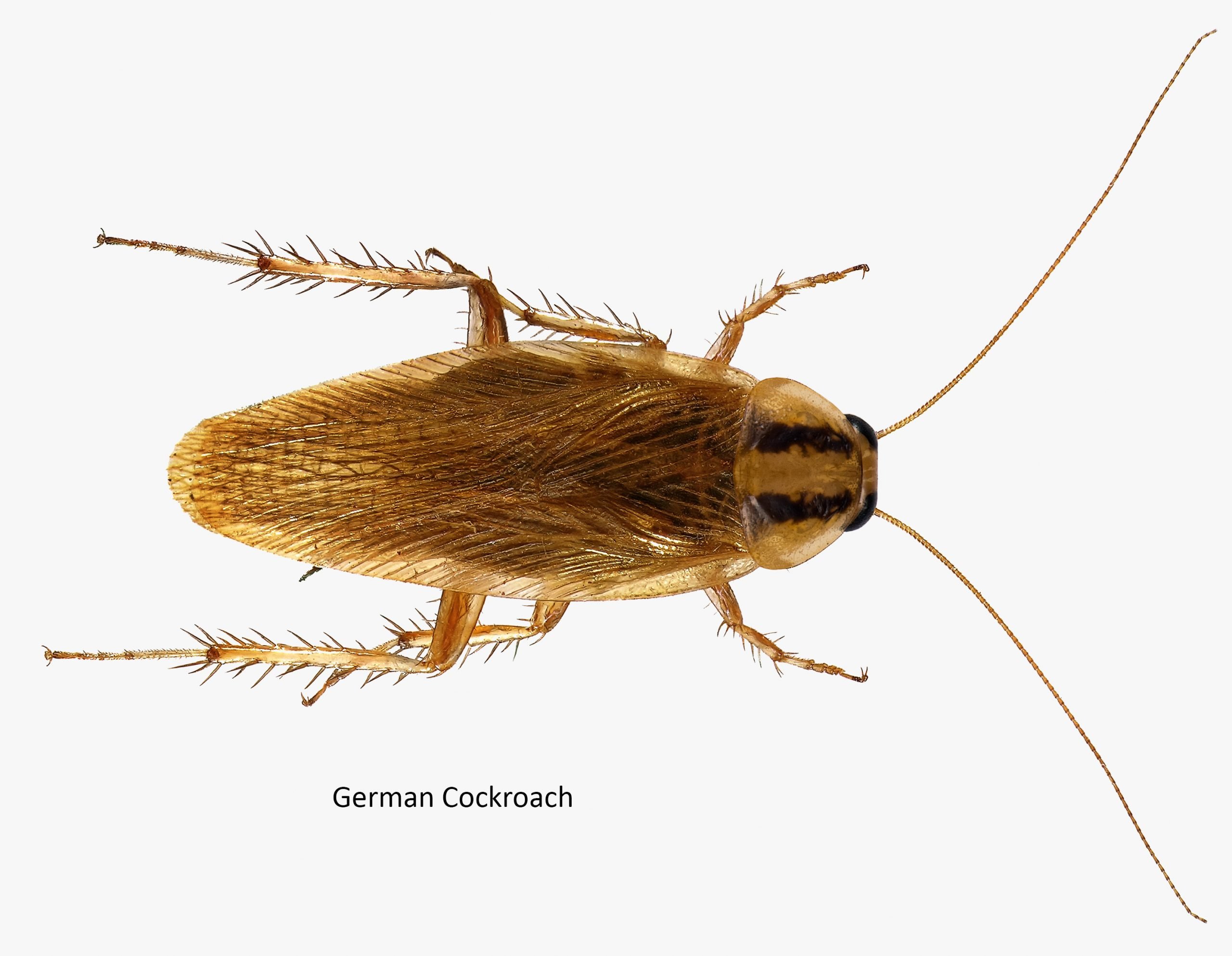 German cockroach (Blattella germanica) 