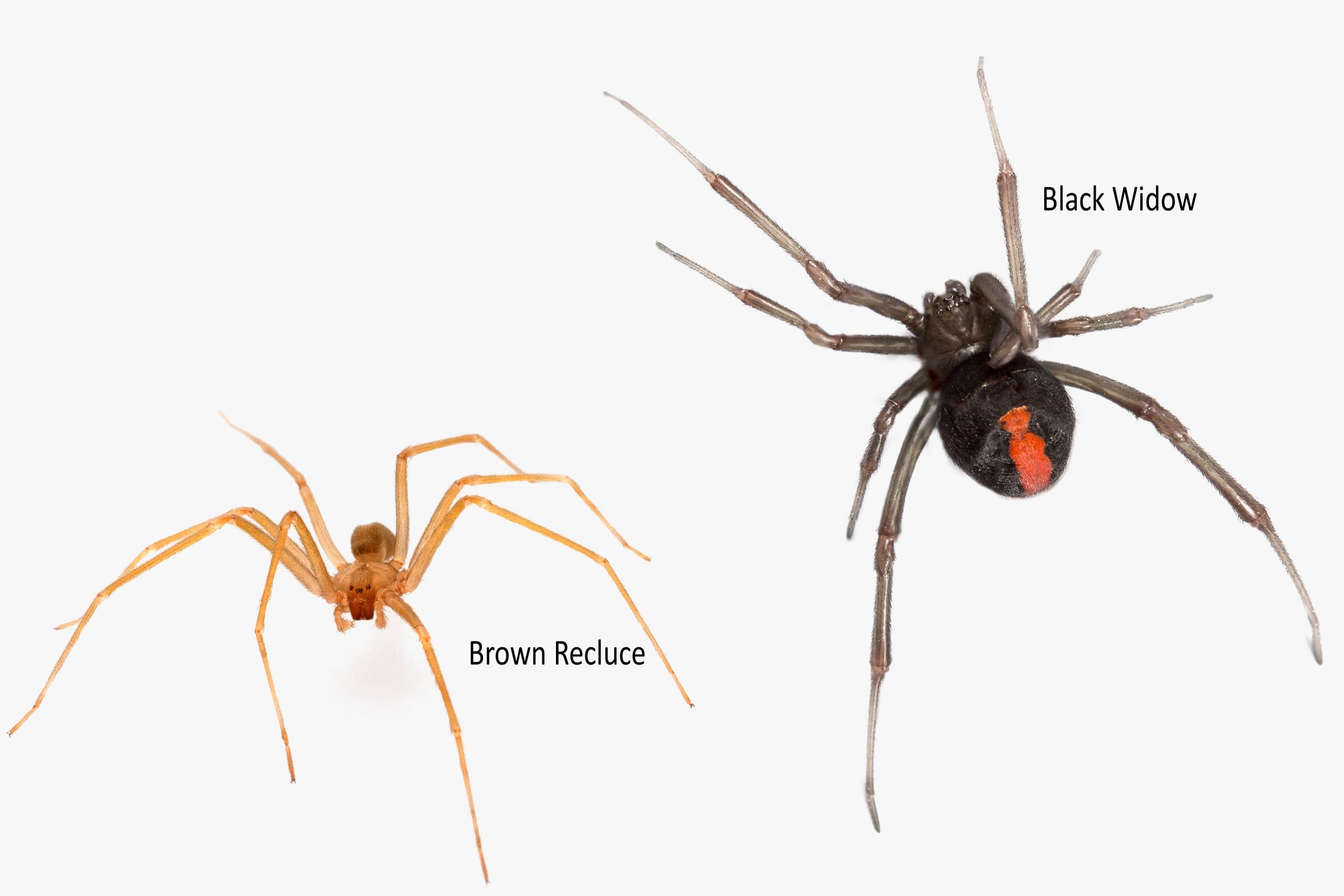 Rarer spiders in GA - Black Widow and brown recluse