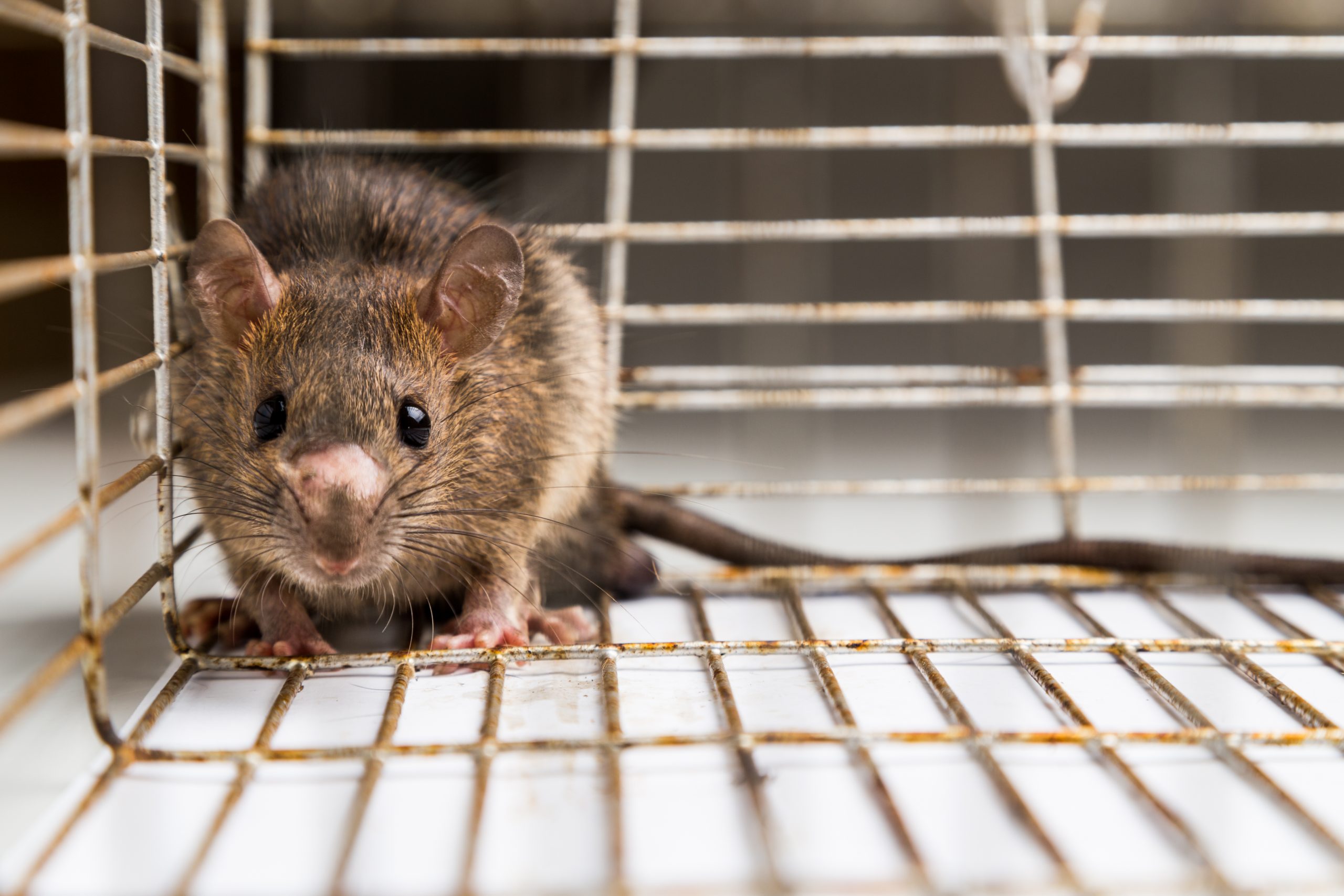 Rodent Control Services in GA | Lodestar Pest Management