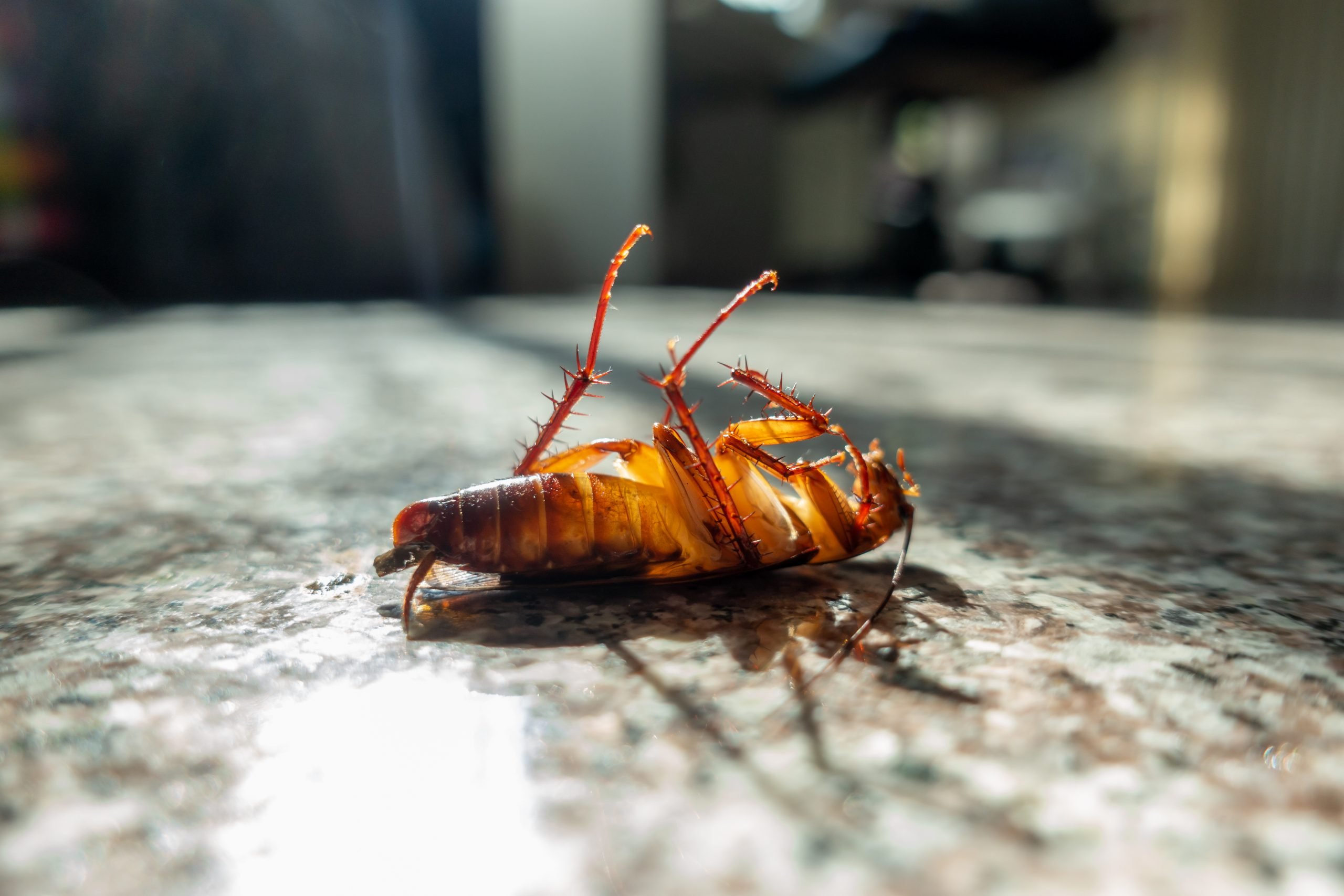 pest control services - we send bugs packing