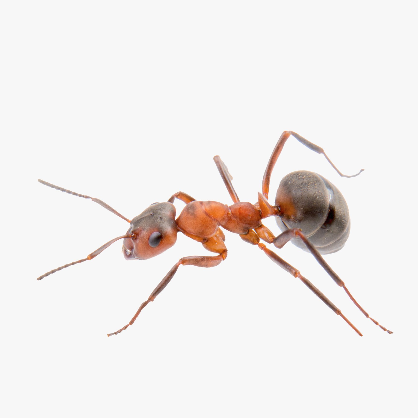 Fire ant on a white background