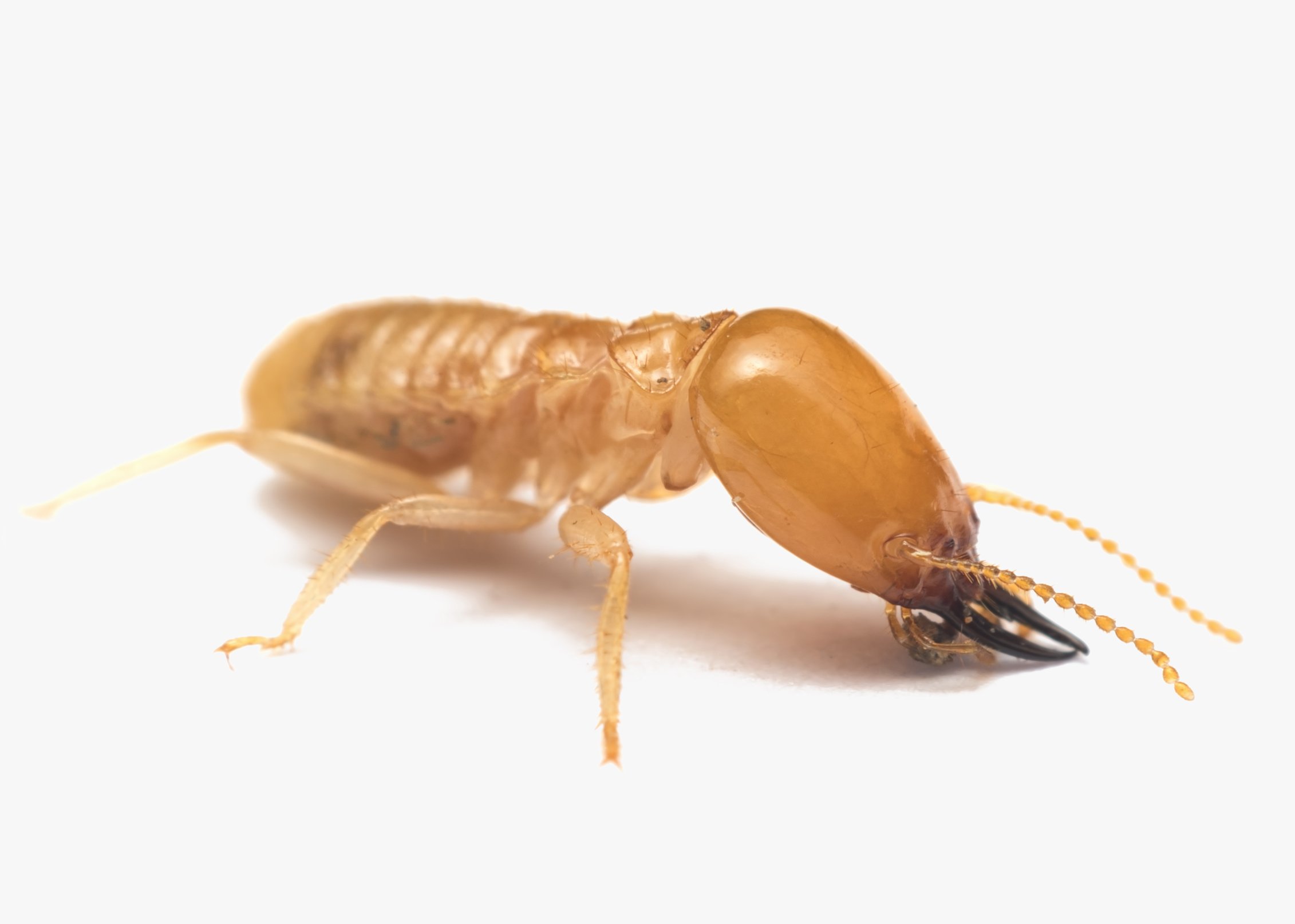 Licensed Wood Destroying Organism Control Soldier termite on white background