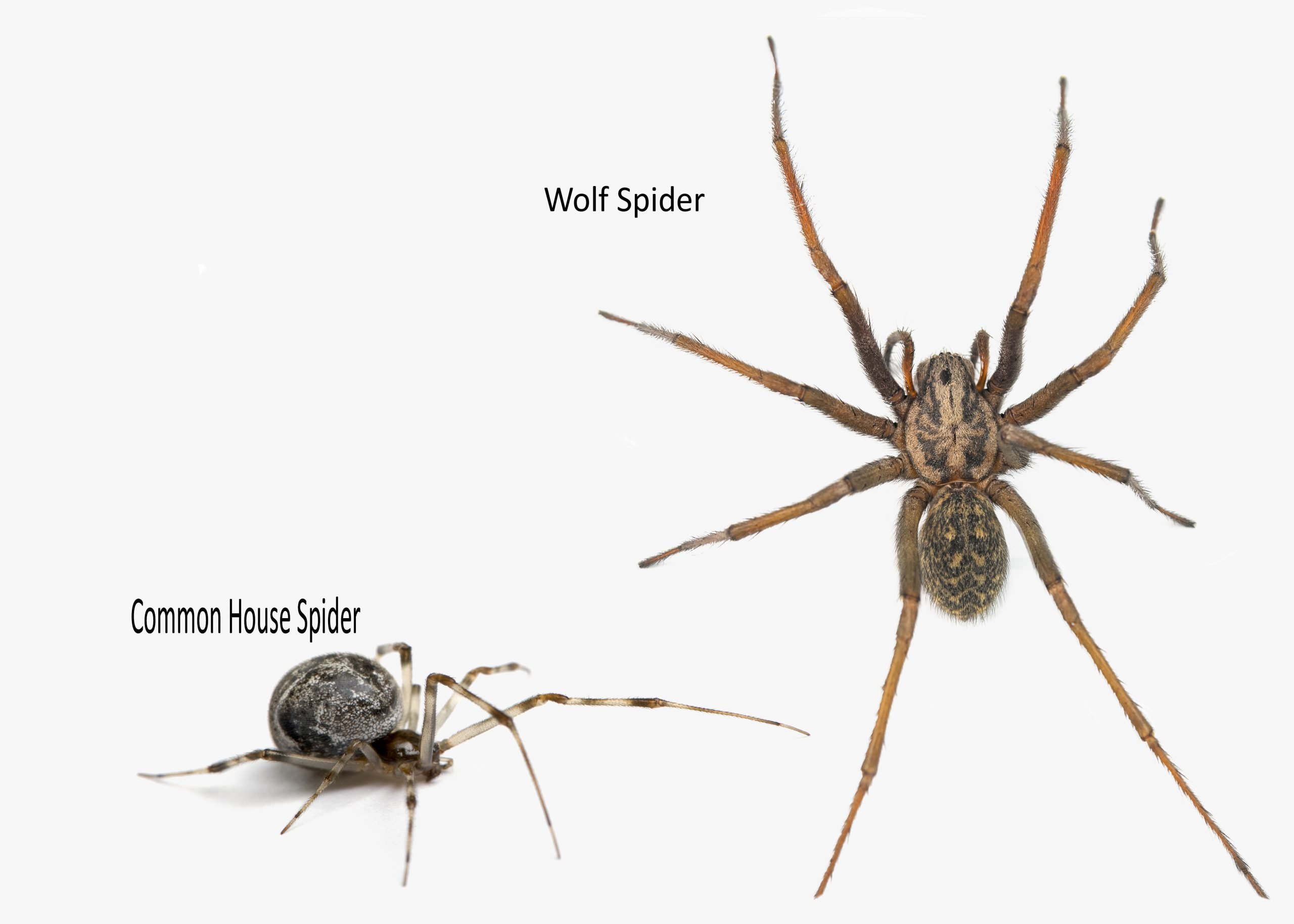 Tips for Wolf Spider Control in Arizona - Budget Brothers Termite & Pest  Control