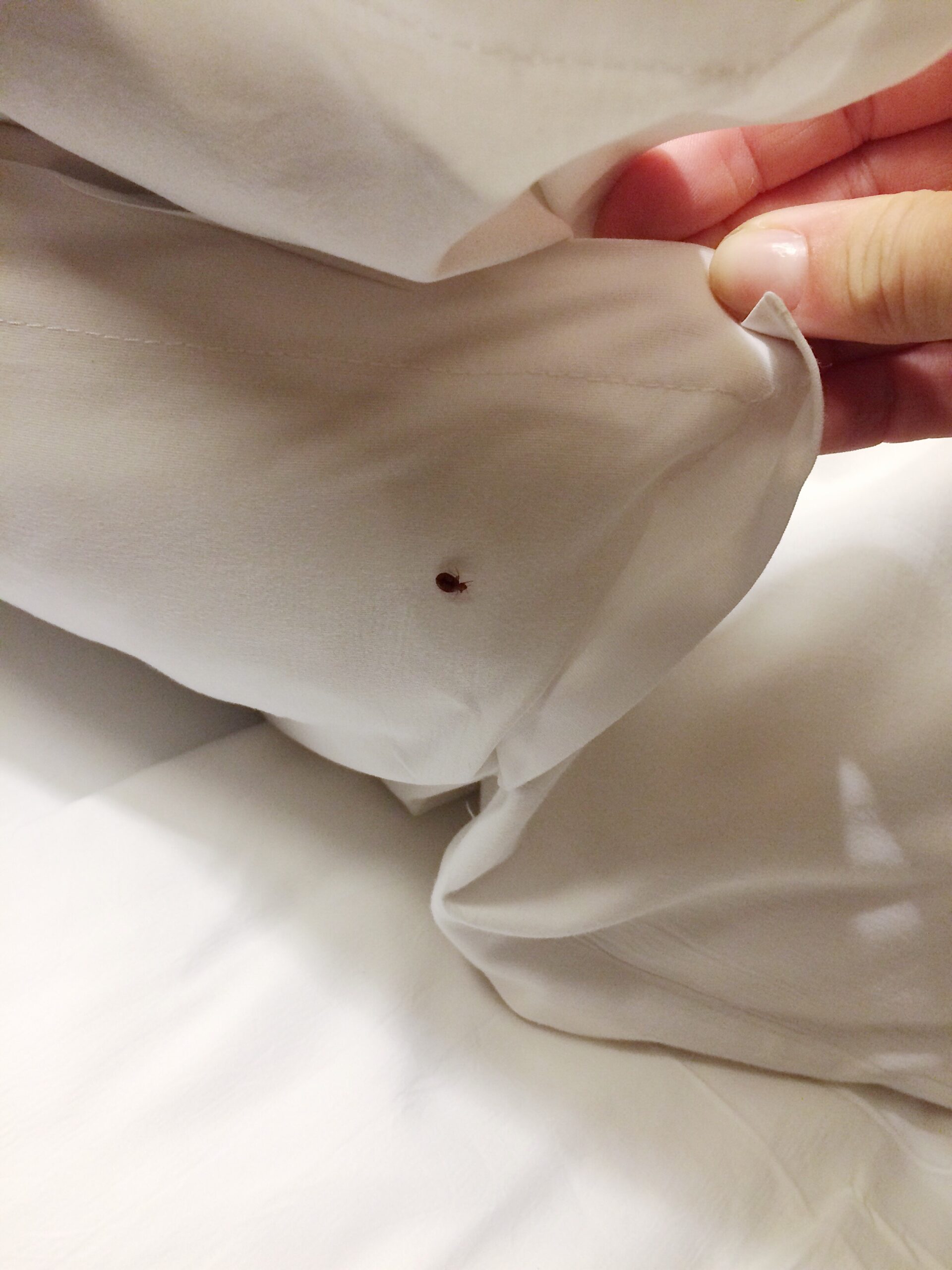 Bed Bug Prevention | Protect Your Home in Athens, GA