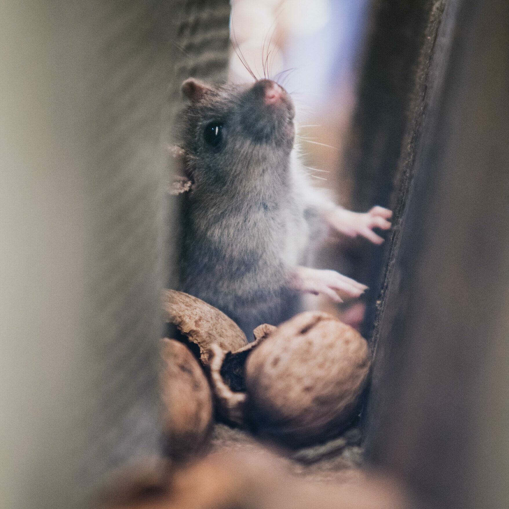 Rodent in between wall of building