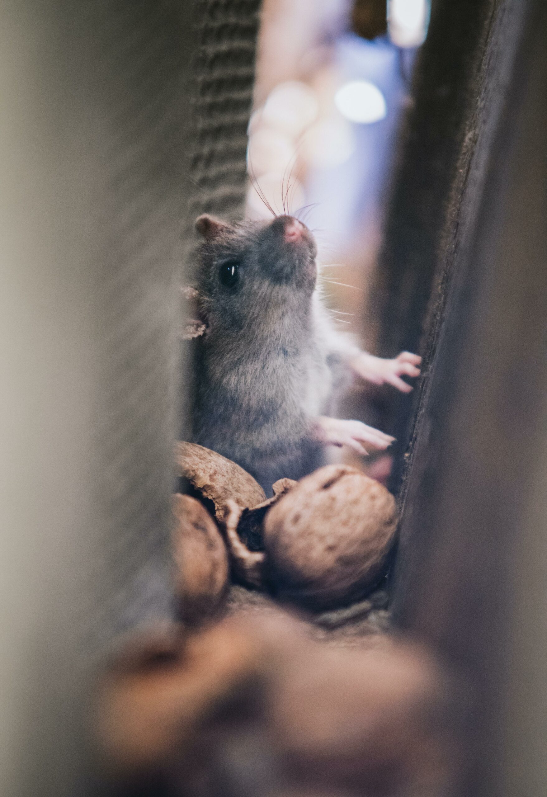 Rodent in between wall of building