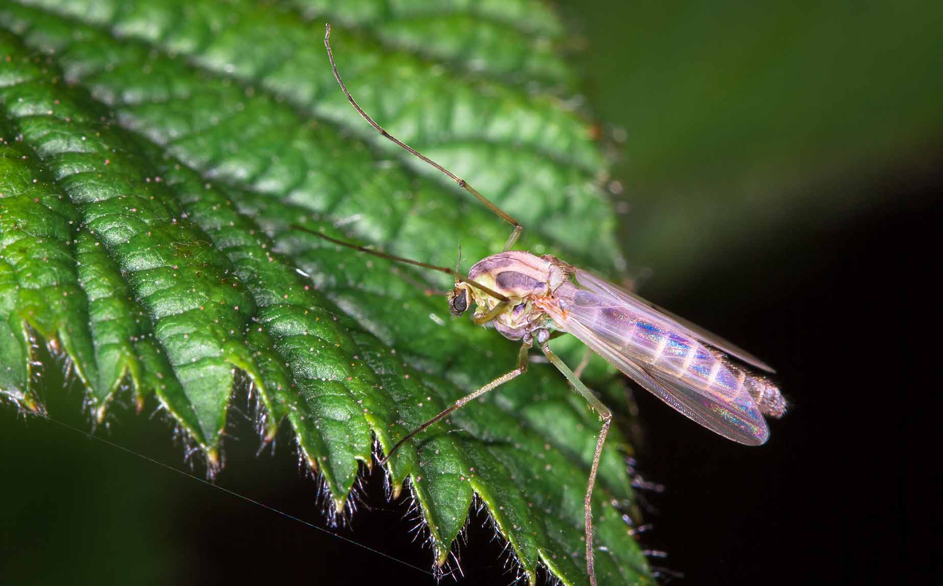Mosquito control
